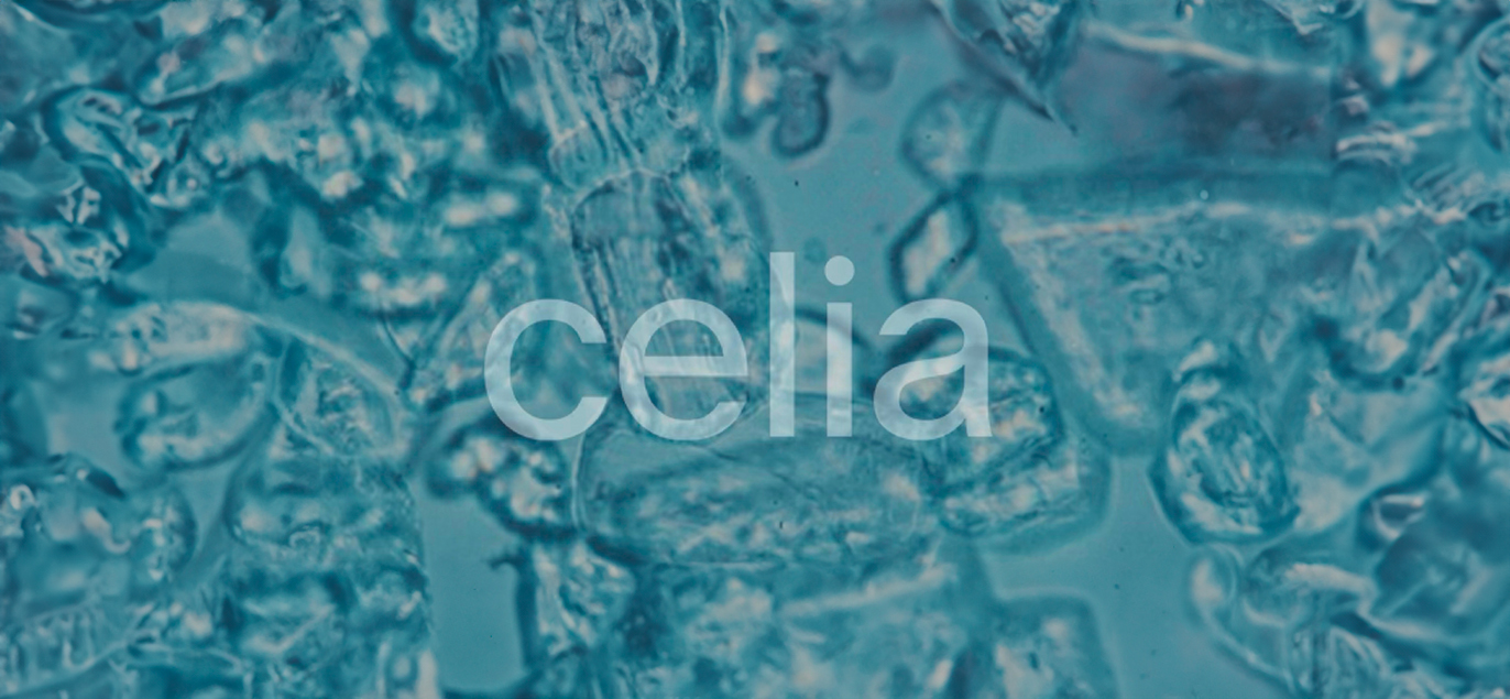 Building Blocks for a Great Life: Why Choose Celia?